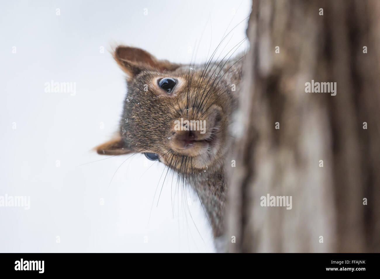 Östliche graue Eichhörnchen Sciurus Carolinensis peering in Eiche Stamm, zentrale Michigan, USA Stockfoto