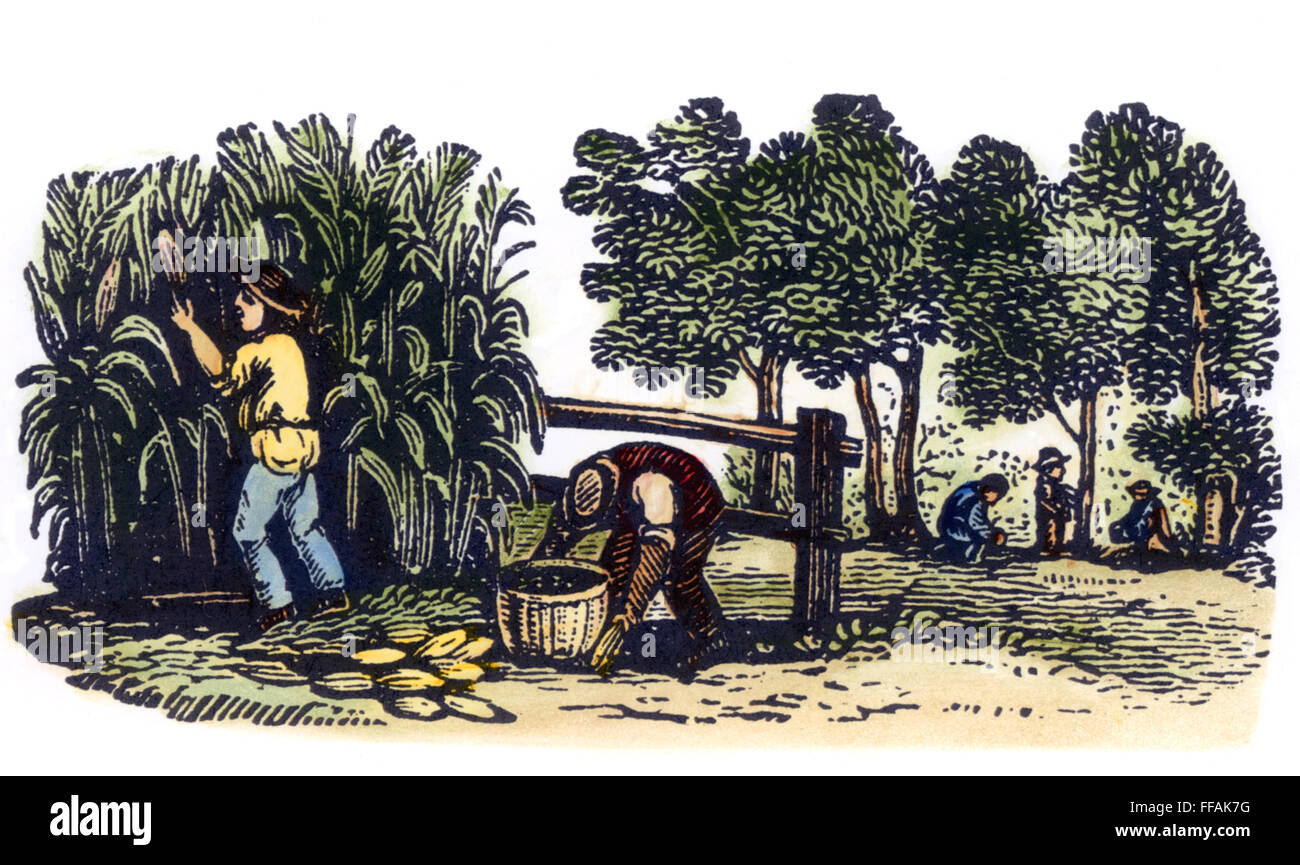 LANDWIRTSCHAFT: ERNTE. /nPicking Mais zur Erntezeit: Holzstich, amerikanisch, Anfang des 19. Jahrhunderts. Stockfoto