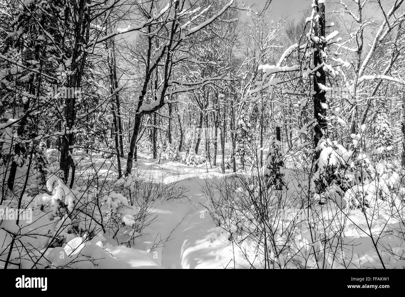 Winter-Szene in schwarz und weiß nach einem Schneesturm in Quebec, Kanada Stockfoto