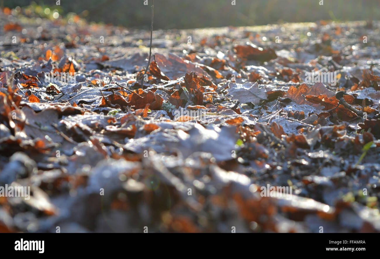 Winter lässt mit Frost vom Boden mit aus Fokus Vordergrund Plessey Woods, Morpeth betrachtet Stockfoto