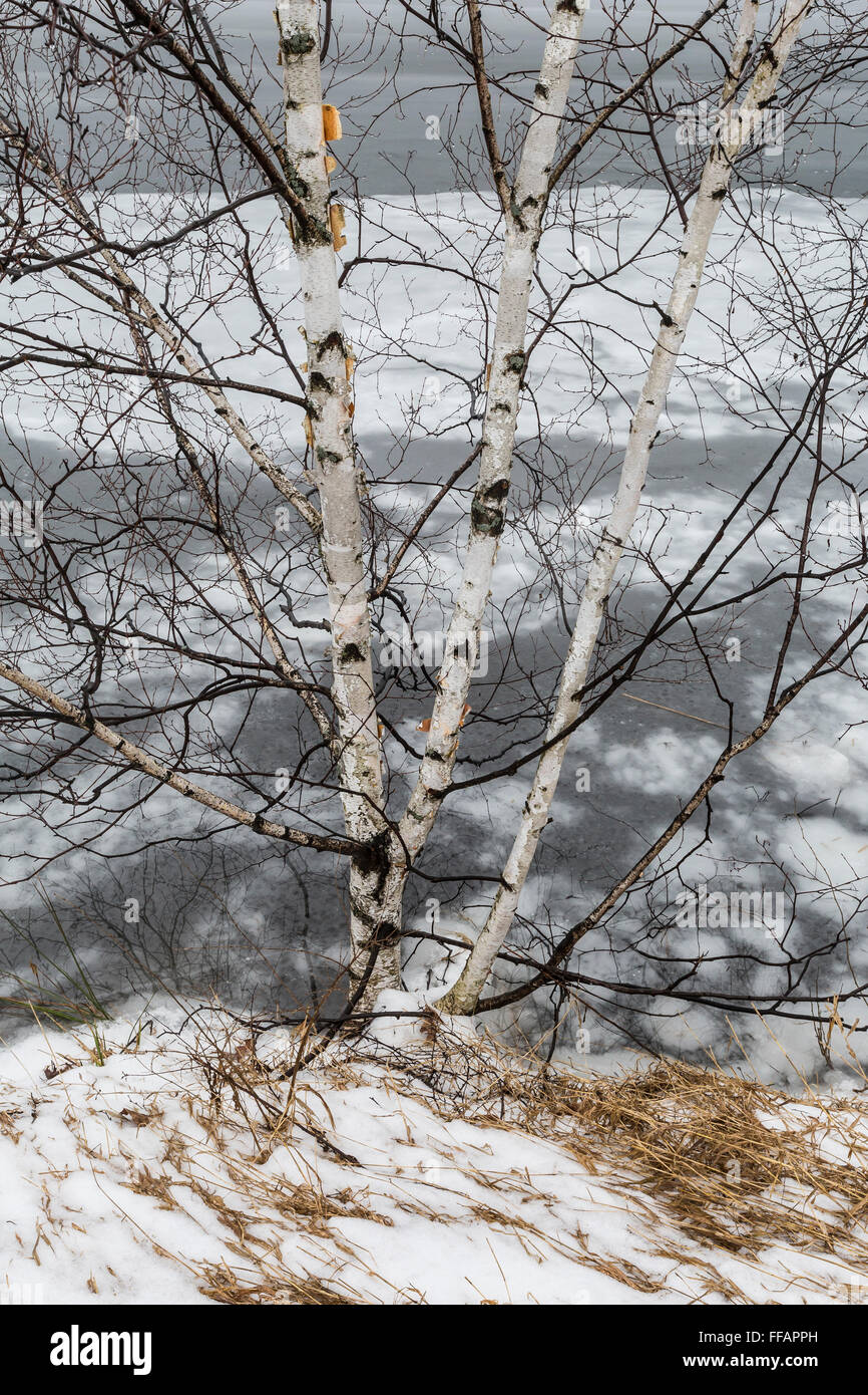 Papier-Birke, Betula Papyrifera, im Winter auf einem zugefrorenen See an kanadischen Seen in der Nähe von Stanwood, Michigan, USA Stockfoto