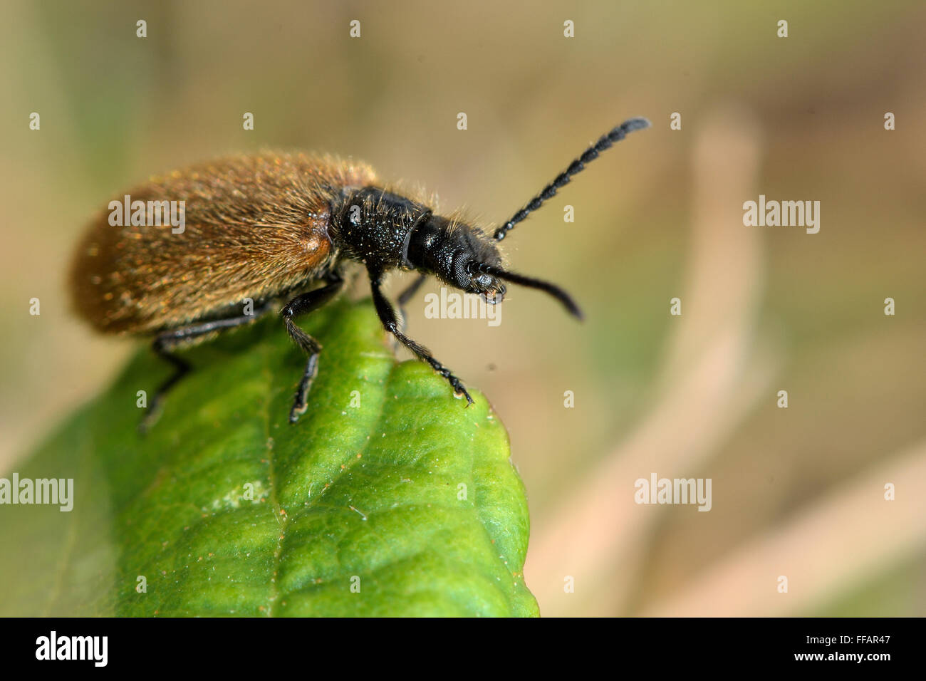 Lagria Hirta Käfer. Ein behaarte Käfer in der Familie Tenebrionidae, sagte Asteraceae und Apiaceae Pflanzen fressen Stockfoto