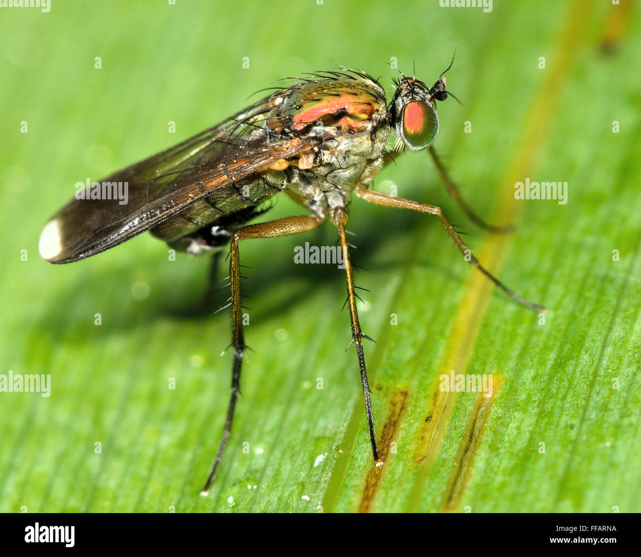 Poecilobothrus Nobilitatus langbeinige fliegen. Eine männliche Fliege in der Familie Dolichopodidae, Sport markante weiße Ränder auf Flügelspitzen Stockfoto