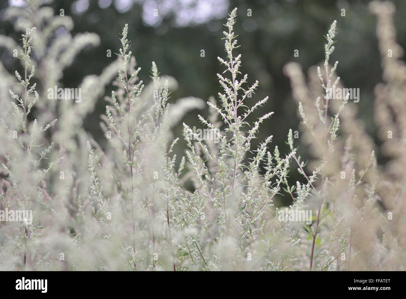 Beifuß (Artemisia Vulgaris) in Blüte. Eine häufige Pflanze rund ums Wasser in Großbritannien, diese hohen Pflanzen bilden ein dichtes Büschel Stockfoto