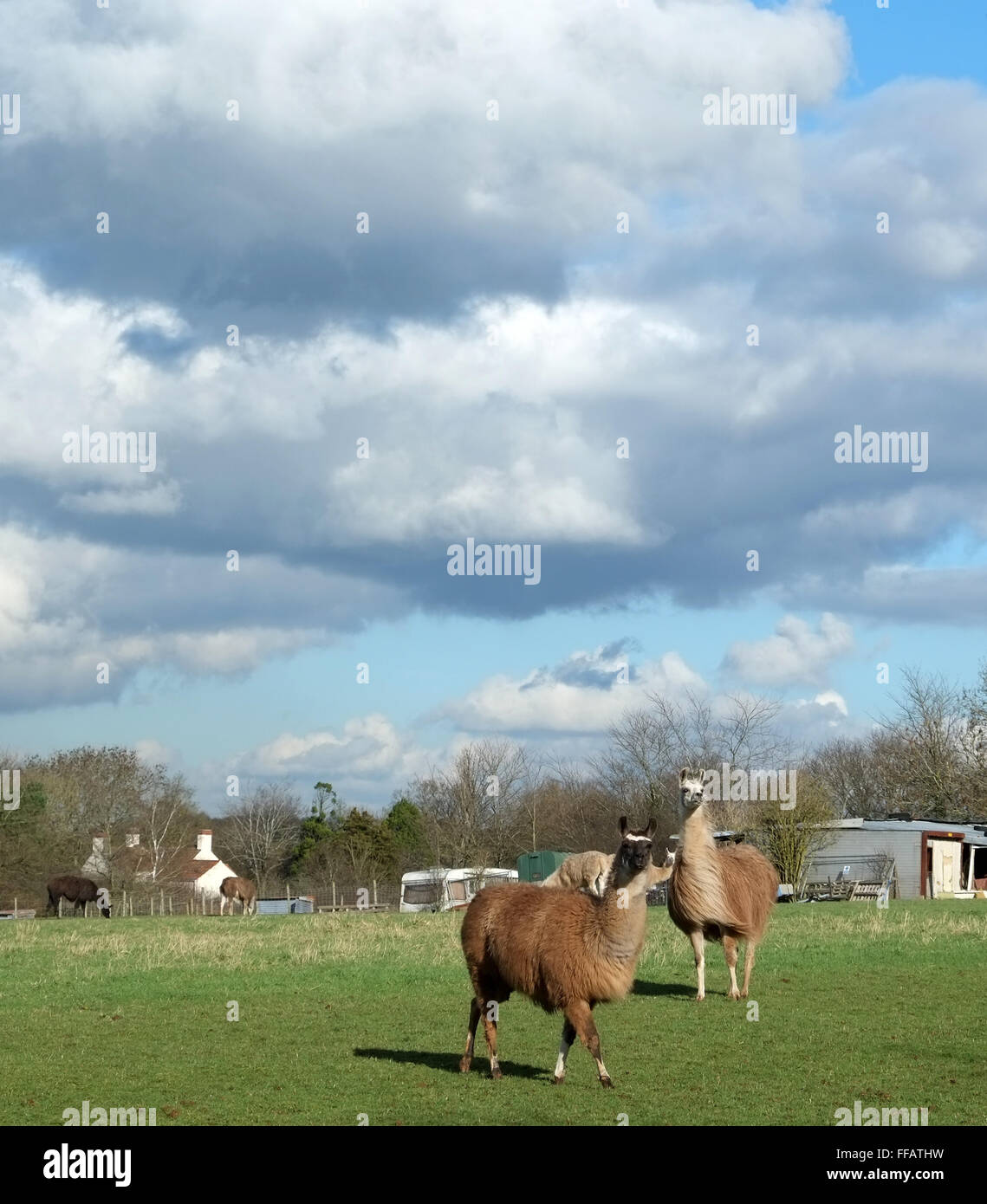 Paar von Lama auf einem Bauernhof im ländlichen England. 11. Februar 2016 Stockfoto