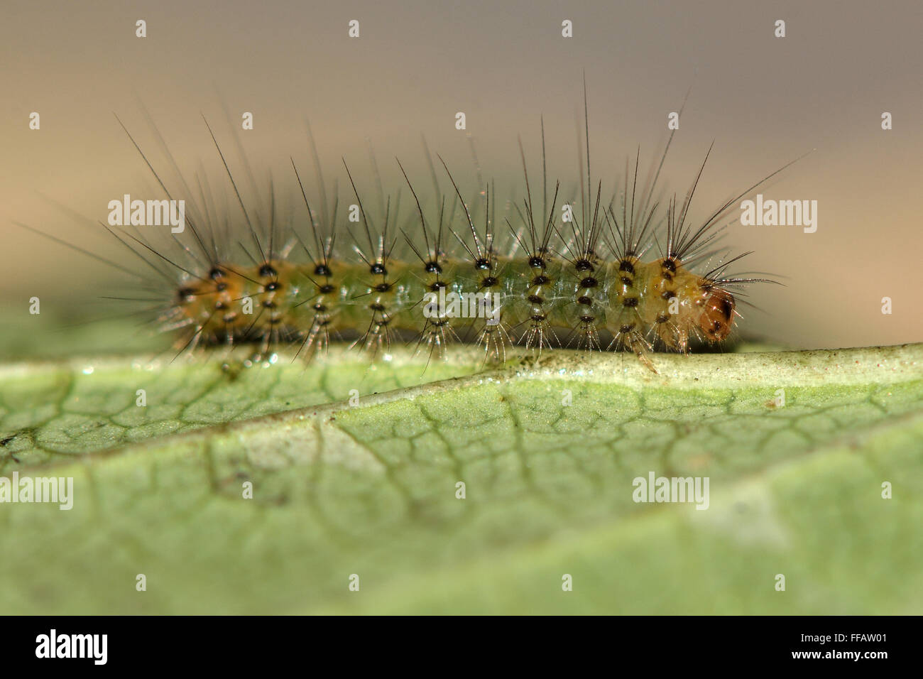 Weiße Hermelin (Spilosoma Lubricipeda) frühen Instar Raupe. Eine junge und sehr behaart Motte Larve in der Familie Erebidae Stockfoto