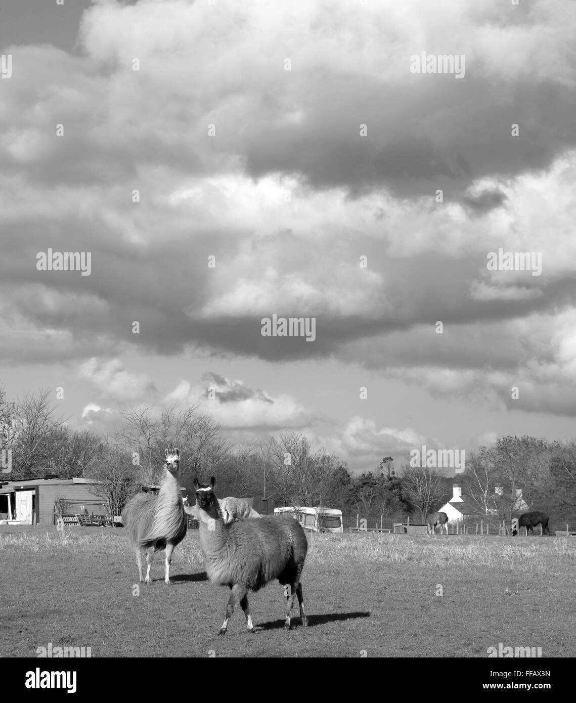 Paar von Lama auf einem Bauernhof im ländlichen England. 11. Februar 2016 Stockfoto