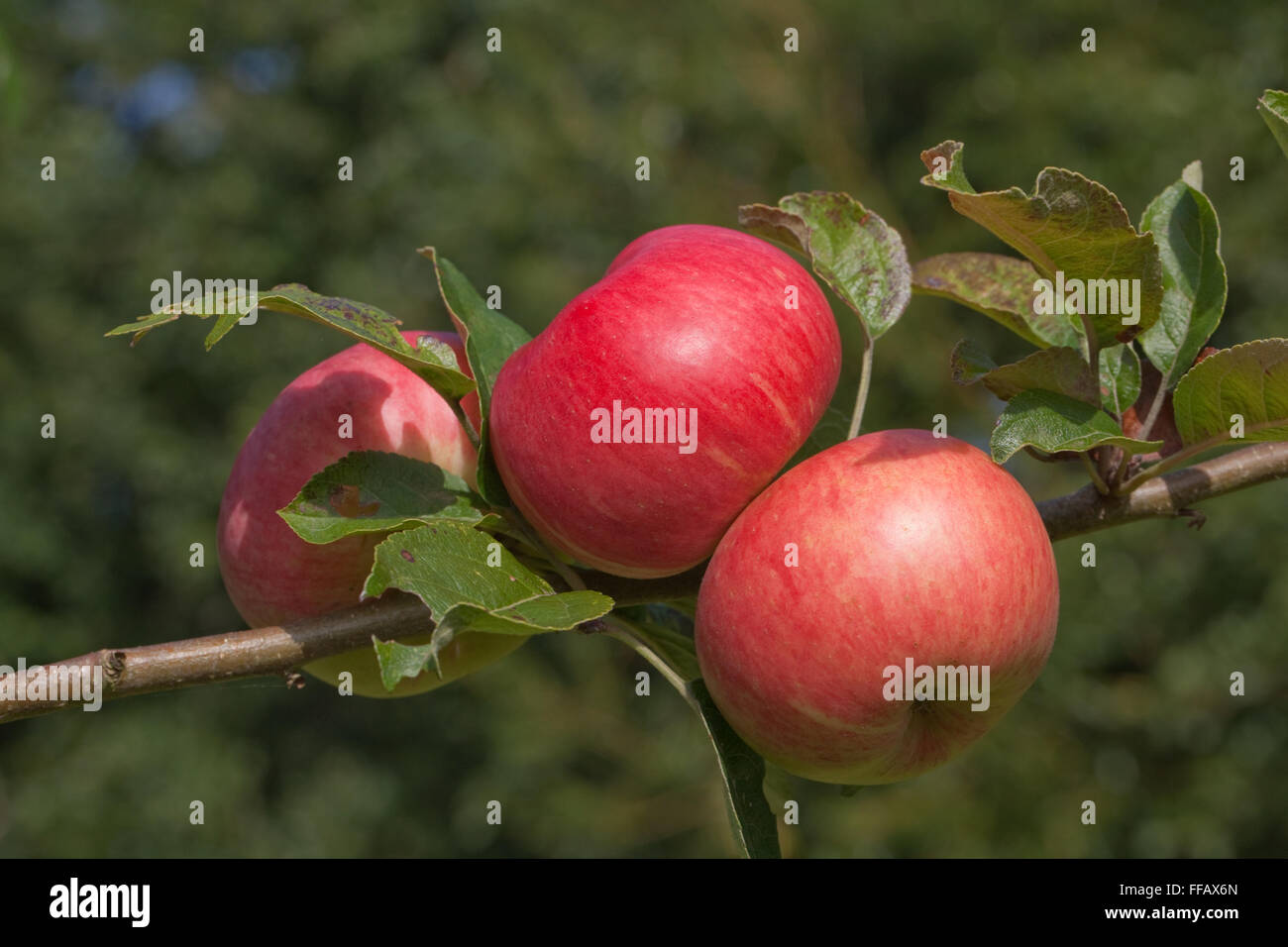 Apfel-Sorte "Bardsey". Mittelgroße Essen Apfel. Wiederentdeckte Baum 1998, wächst gegen Haus auf Insel gleichen Namens, WALES Stockfoto