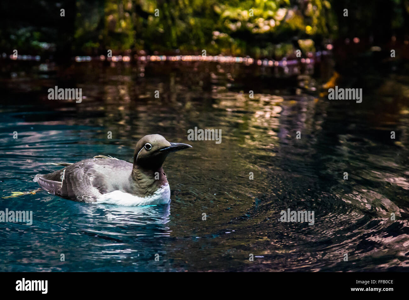 Ozeanarium Lissabon-Vogel-schwimmen Stockfoto