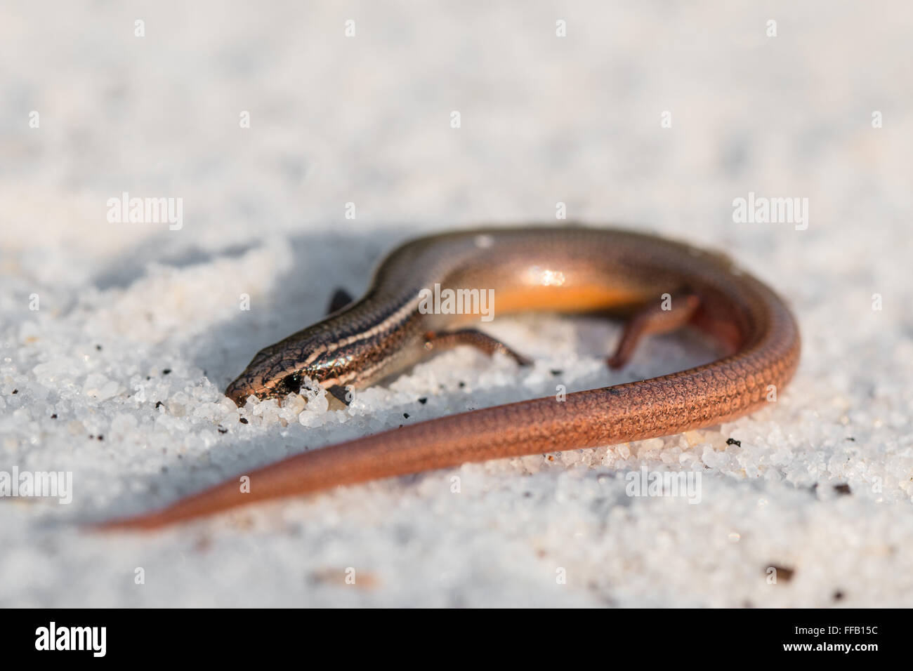 Halbinsel Mole Skink - Plestiodon Egregius onocrepis Stockfoto