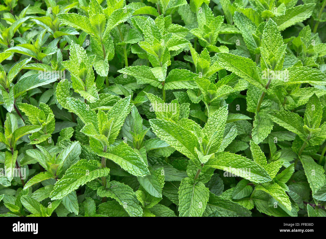 Minze wächst, frühe Sommergarten 'Mentha Spicata'. Stockfoto