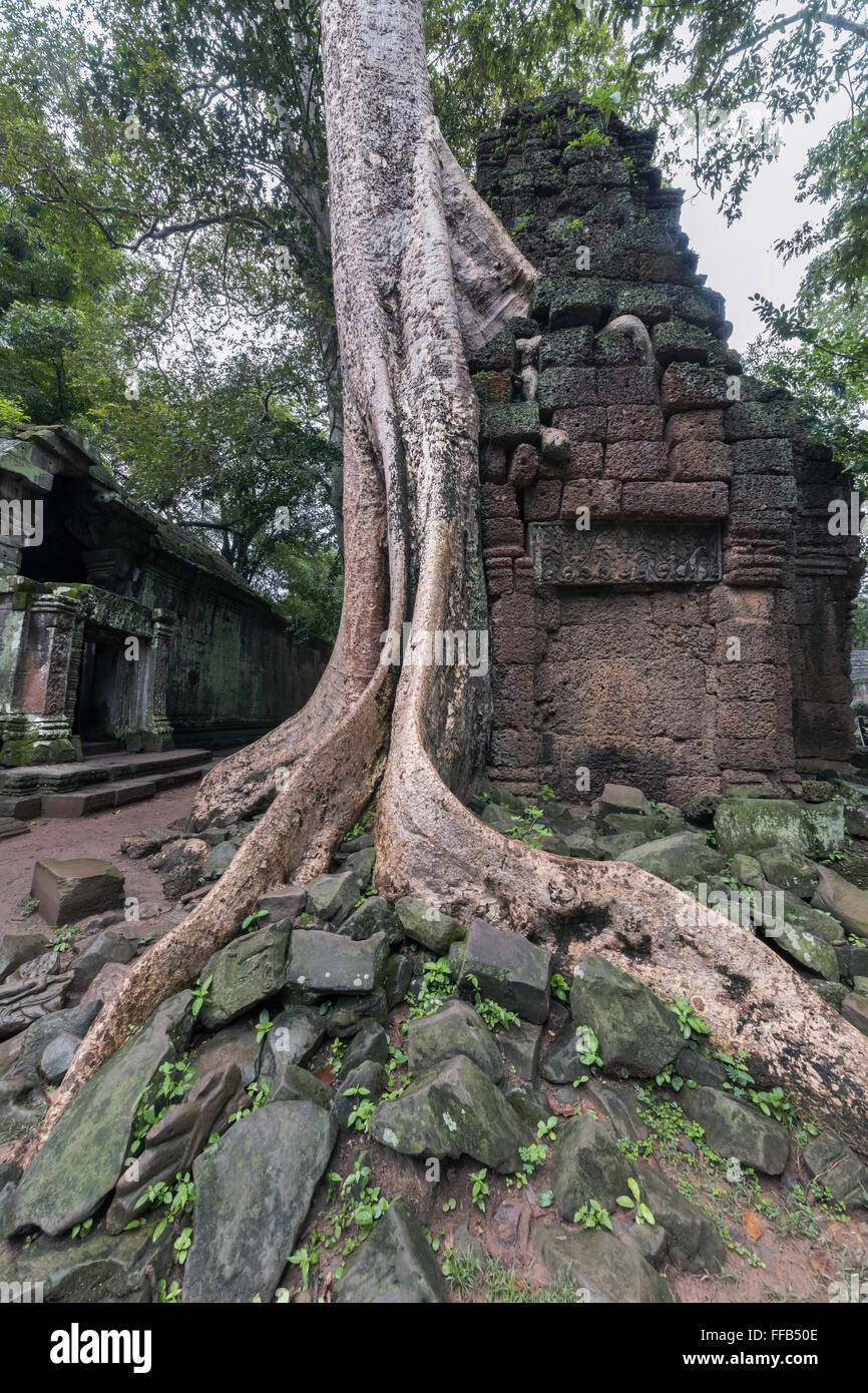 Würgefeige wächst durch eine Tempel-Struktur (oben rechts), Ta Prohm Tempel, Angkor Thom, Siem Reap, Kambodscha Stockfoto