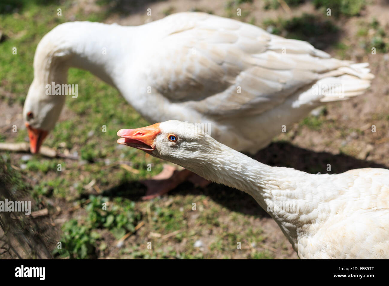 Zwei weiße Gänse auf einem Bauernhof in Deutschland. Stockfoto