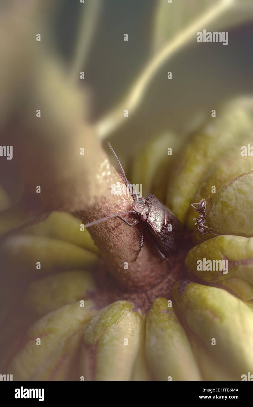 Insekten in der Zucker-Apfel. Stockfoto
