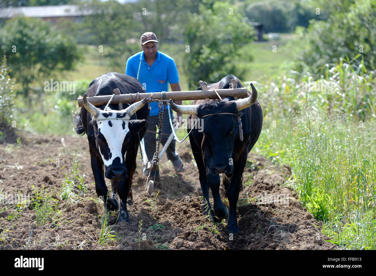 Landwirt Pflügen Feld mit hölzernen Pflug, Joch Ochsen, Afro-brasilianischen Siedlung Quilombo Monjolo Sao Lourenco do Sul Stockfoto