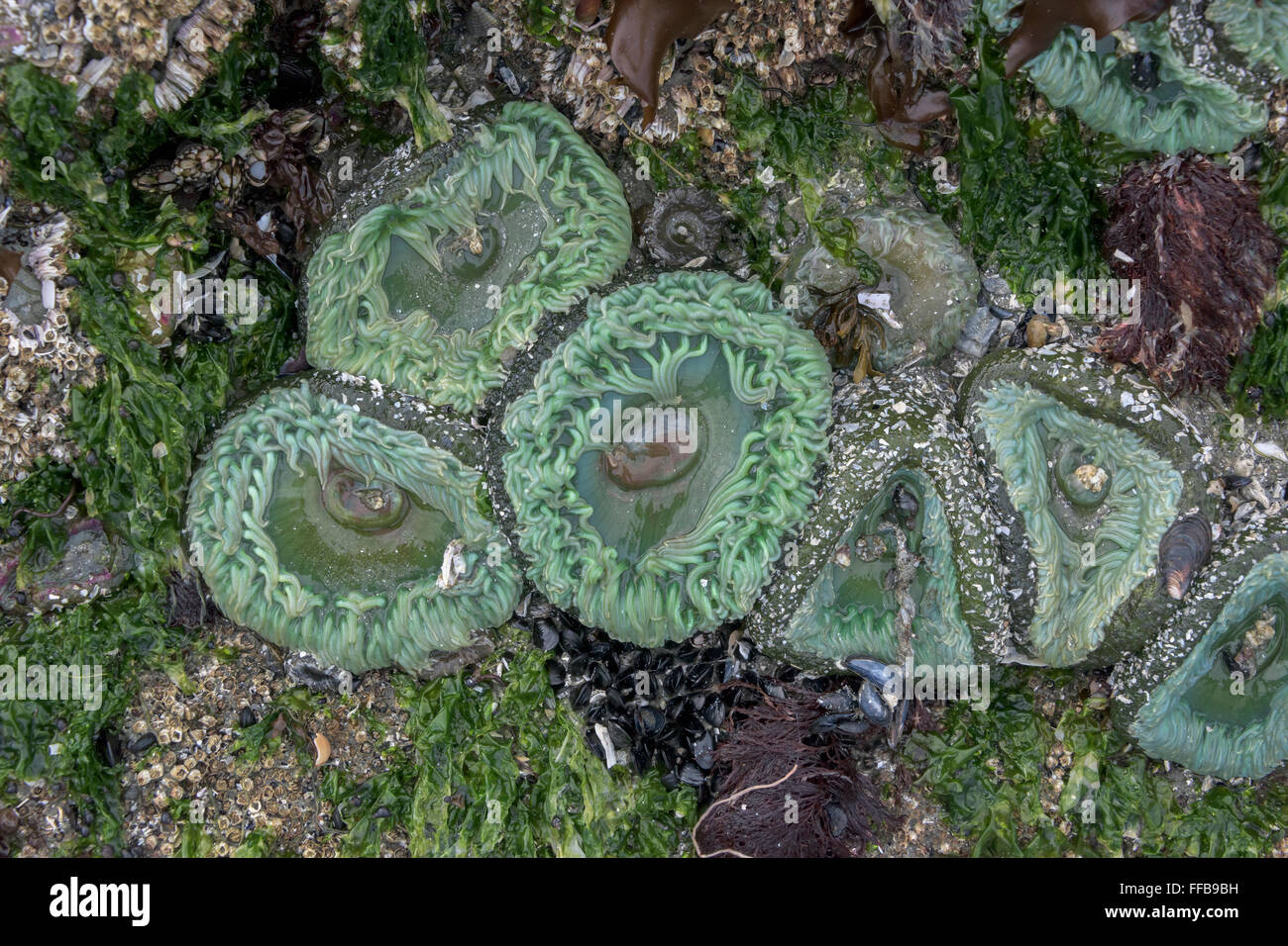 Grüne Anemonen, Muscheln und Seepocken, Chesterman Beach, Tofino, Britisch-Kolumbien Stockfoto