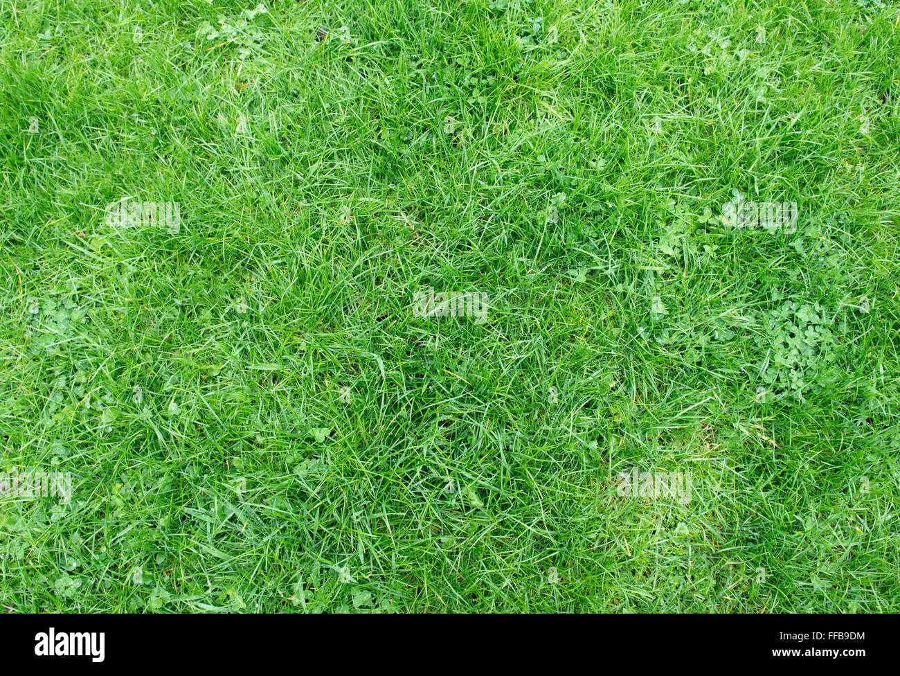 frische Frühlingsluft grün Hintergrund Stockfoto