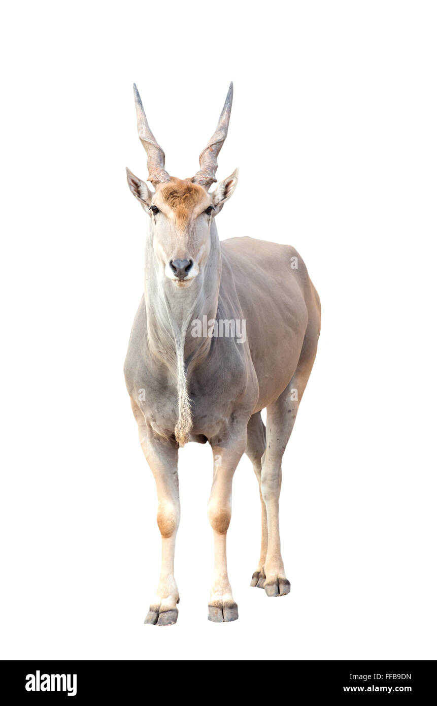 Eland (Tauro Oryx) isoliert auf weißem Hintergrund Stockfoto