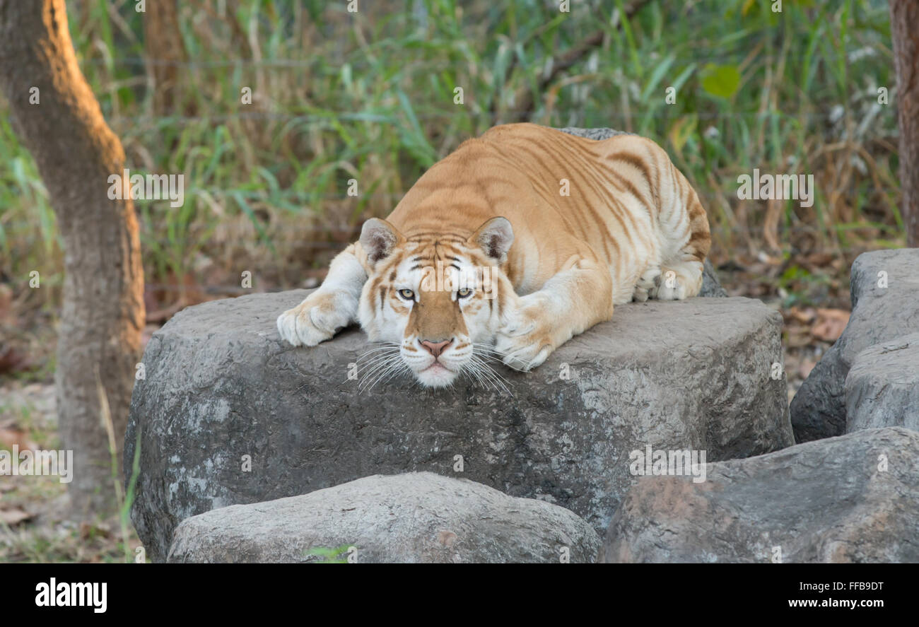 Golden Tabby Tiger ruht auf dem Felsen Stockfoto