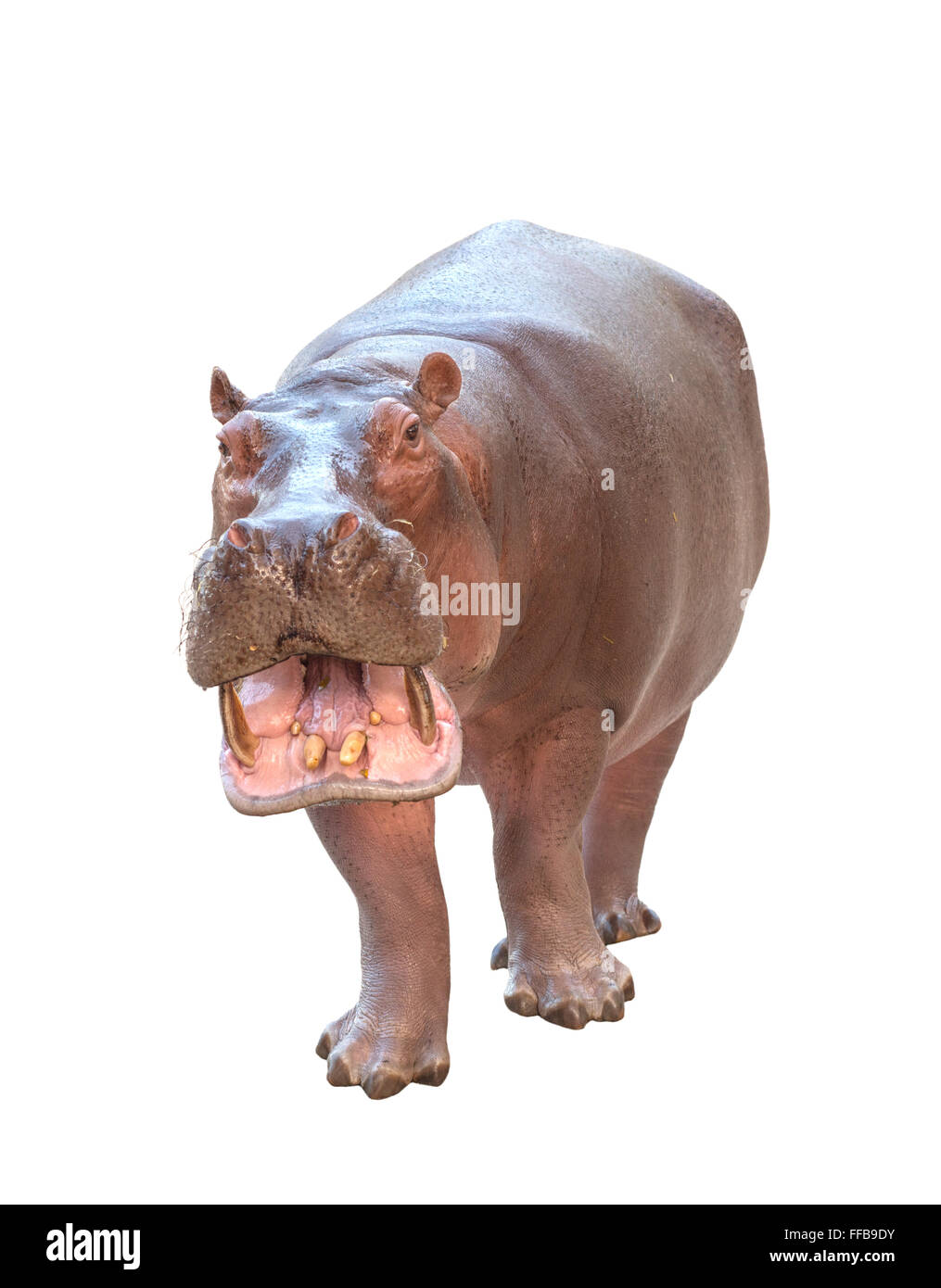 Flusspferd (Hippopotamus Amphibius) isoliert auf weißem Hintergrund Stockfoto