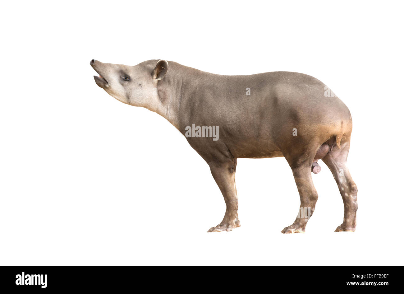 South American Tapir oder brasilianische Tapir isoliert auf weißem Hintergrund Stockfoto