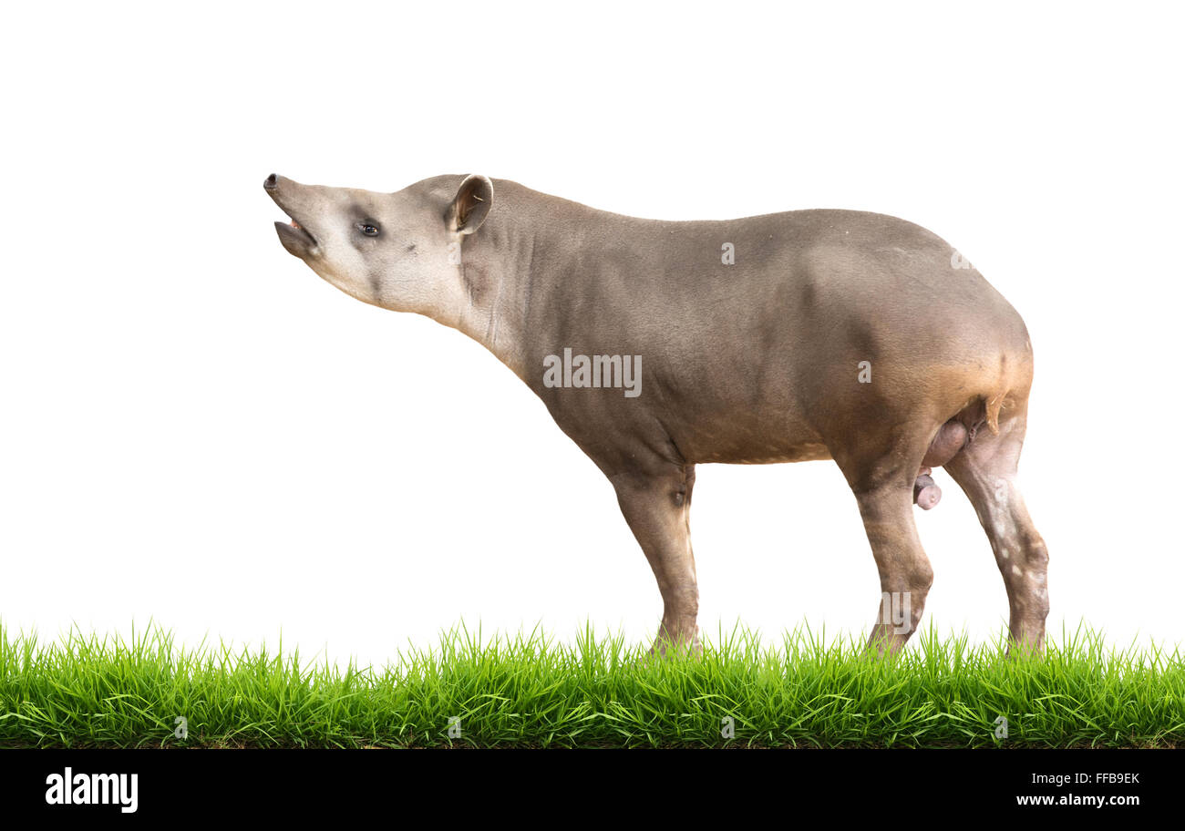 South American Tapir oder brasilianische Tapir isoliert auf weißem Hintergrund Stockfoto