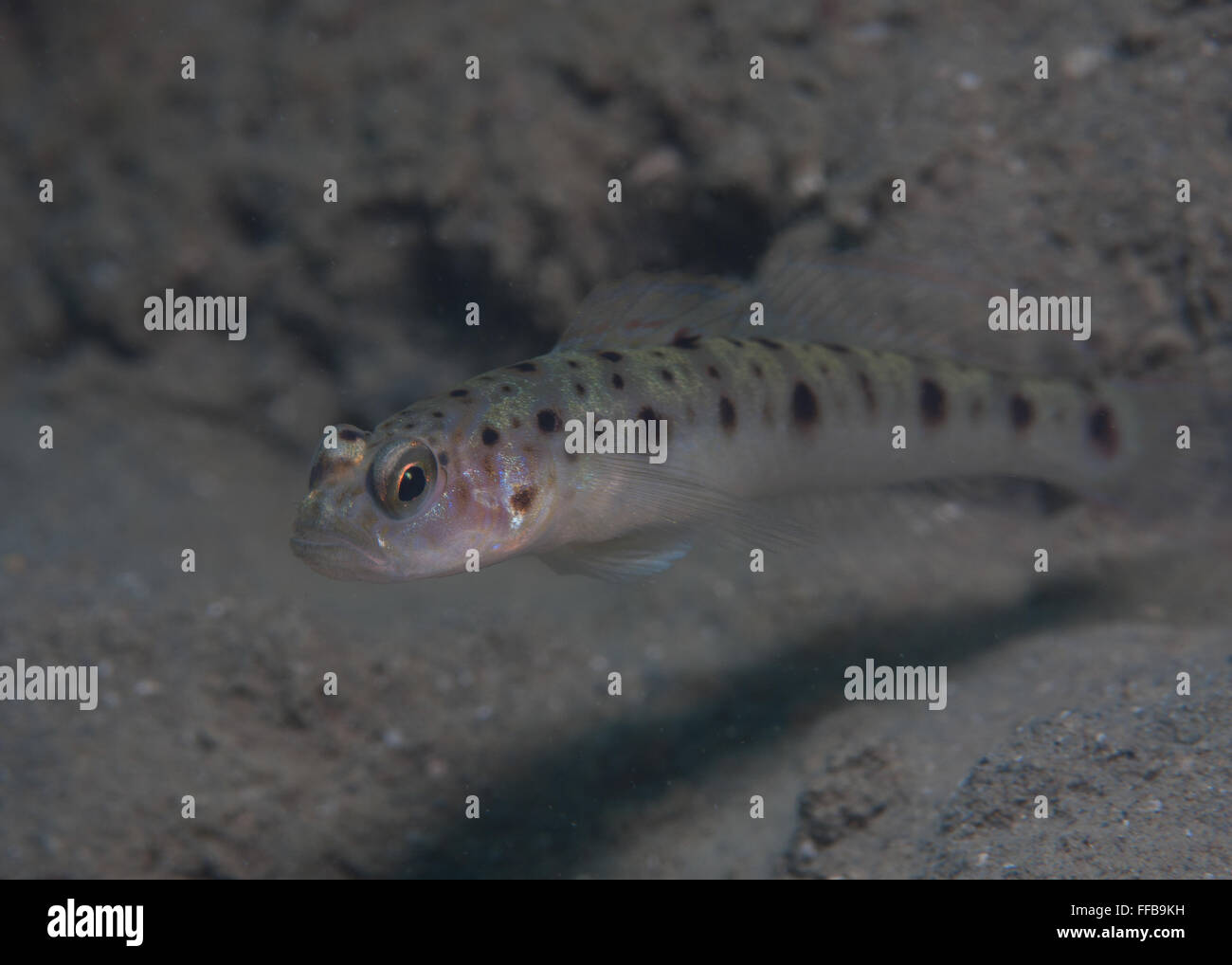 Ambanoro Shrimpgoby finden Sie in den seichten Gewässern der Liloan, Cebu, Philippinen Stockfoto