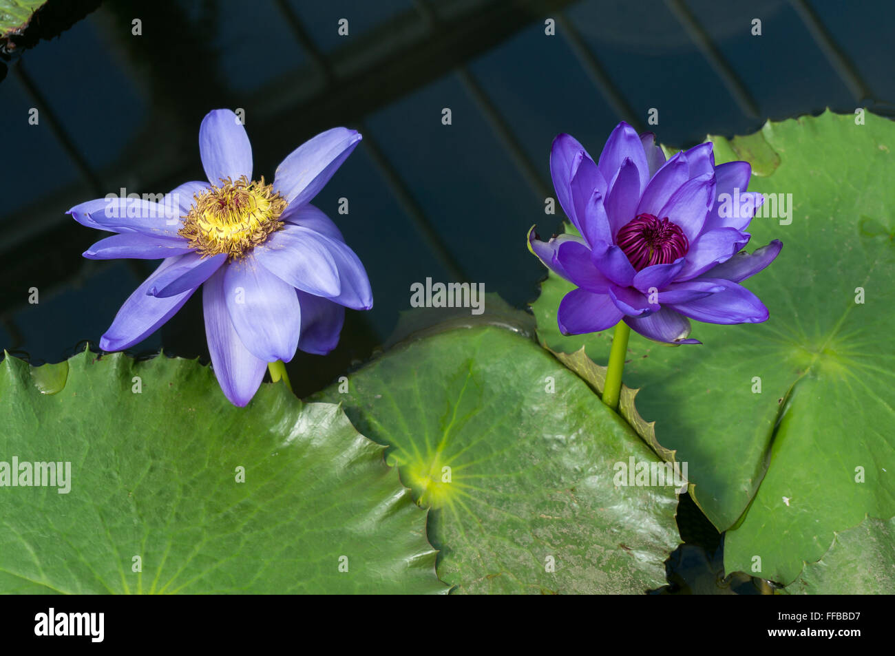 Lotusblume (Nelumbo Nucifera) Stockfoto