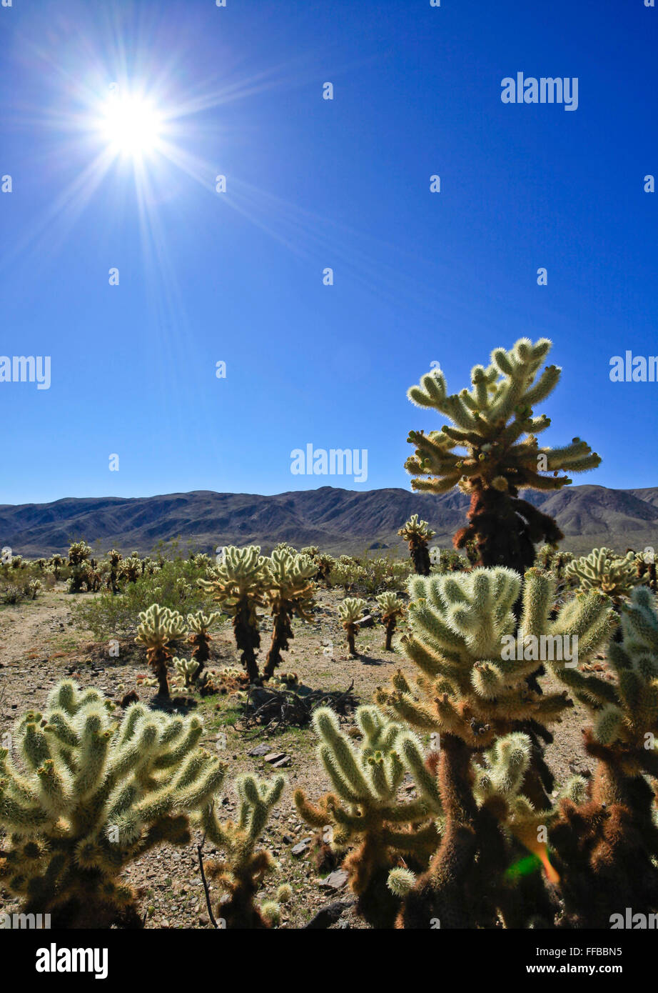 Cholla Cactus - Cylindropuntia Bigelovii. Stockfoto