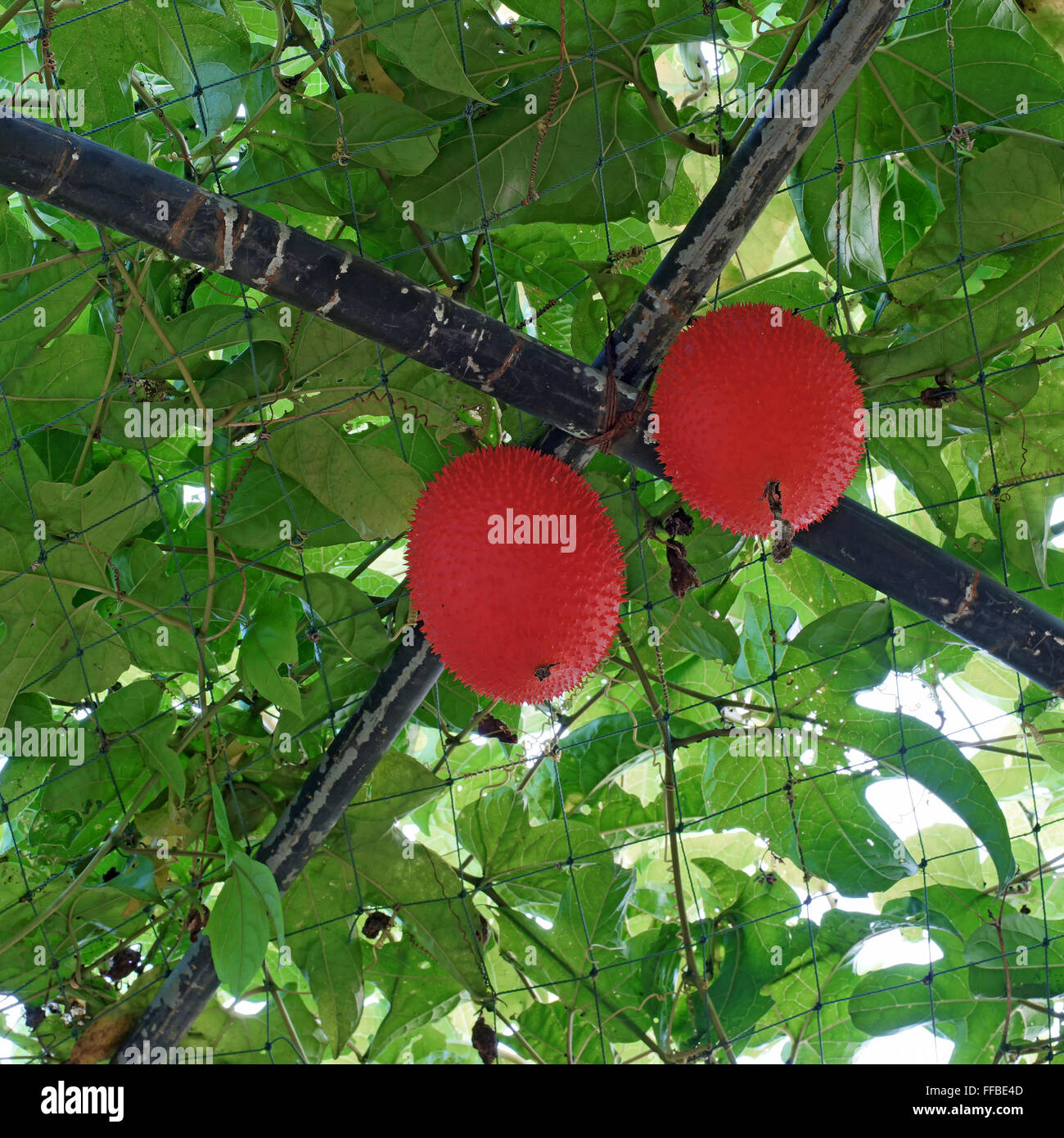 GAC oder Baby Jackfrucht auf Baum im Bio-Bauernhof Stockfoto