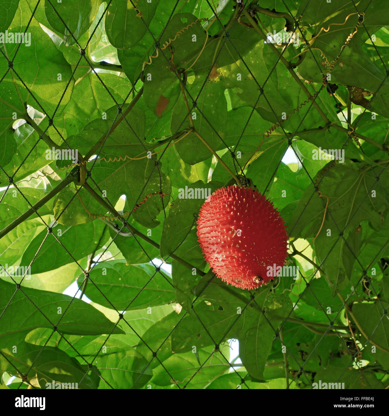 GAC oder Baby Jackfrucht auf Baum im Bio-Bauernhof Stockfoto