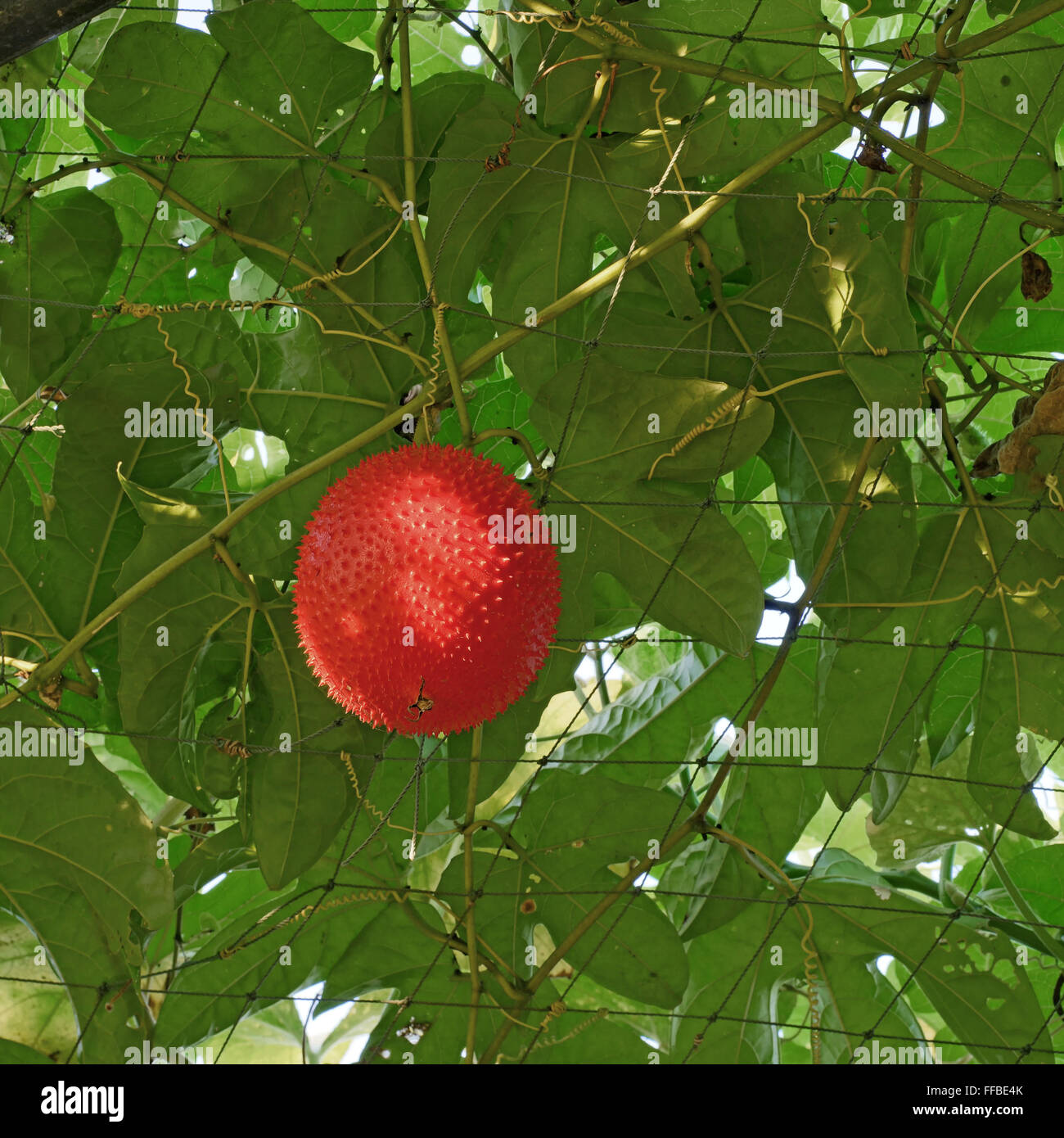 GAC oder Baby Jackfrucht auf Baum im Bio-Bauernhof Stockfoto