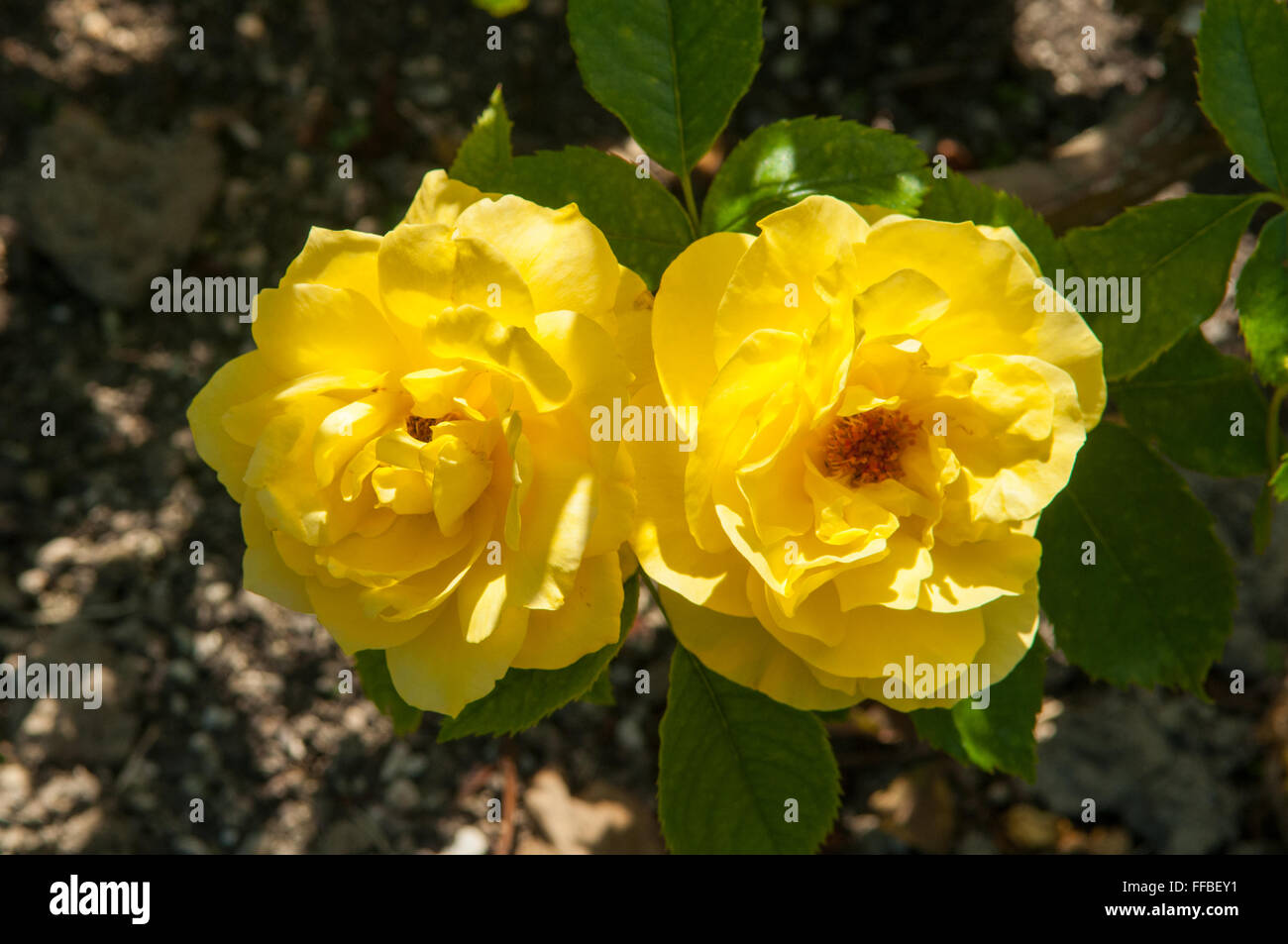 Rosa Serendipity Stockfoto