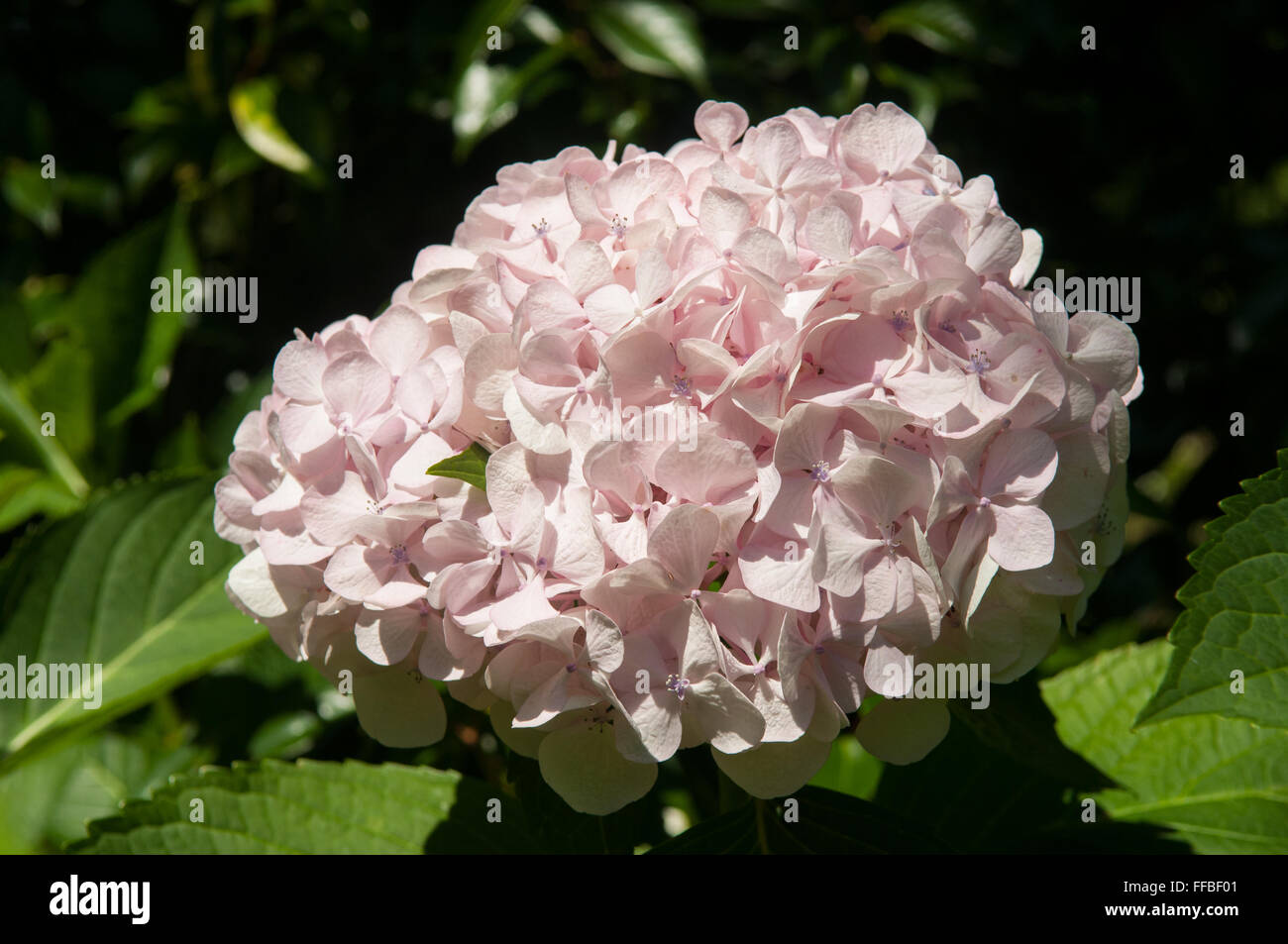 Hydrangea Macrophylla, weiße Hortensie Stockfoto