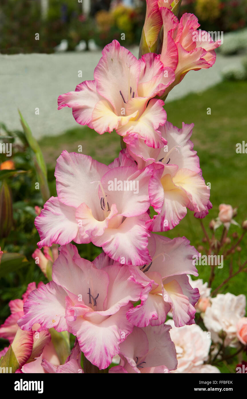 Gladiolen Priscilla, rosa Gladiolen Stockfoto