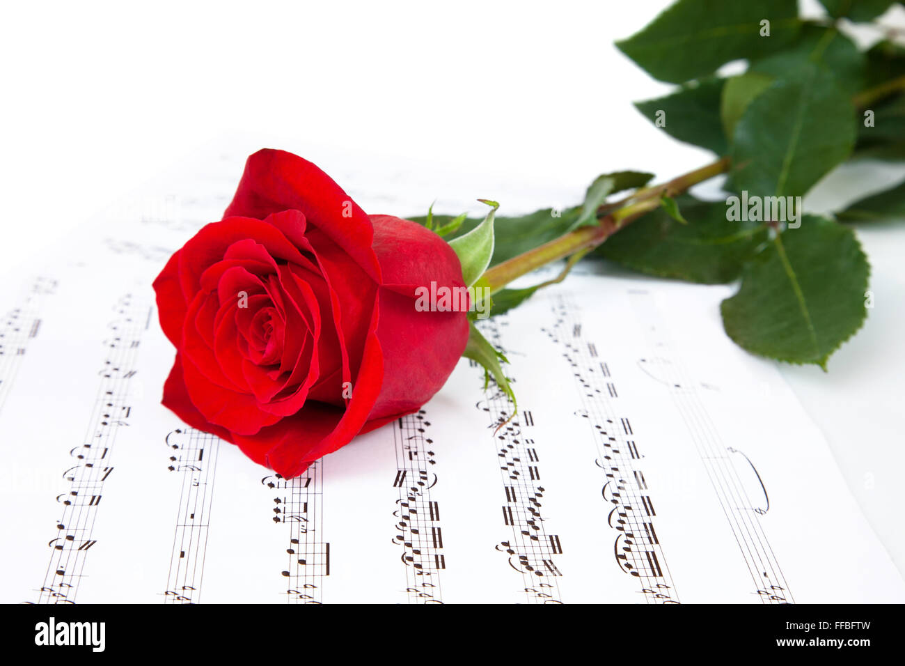 Rose und Musik Blättern mit Notizen, auf weißem Hintergrund Stockfoto