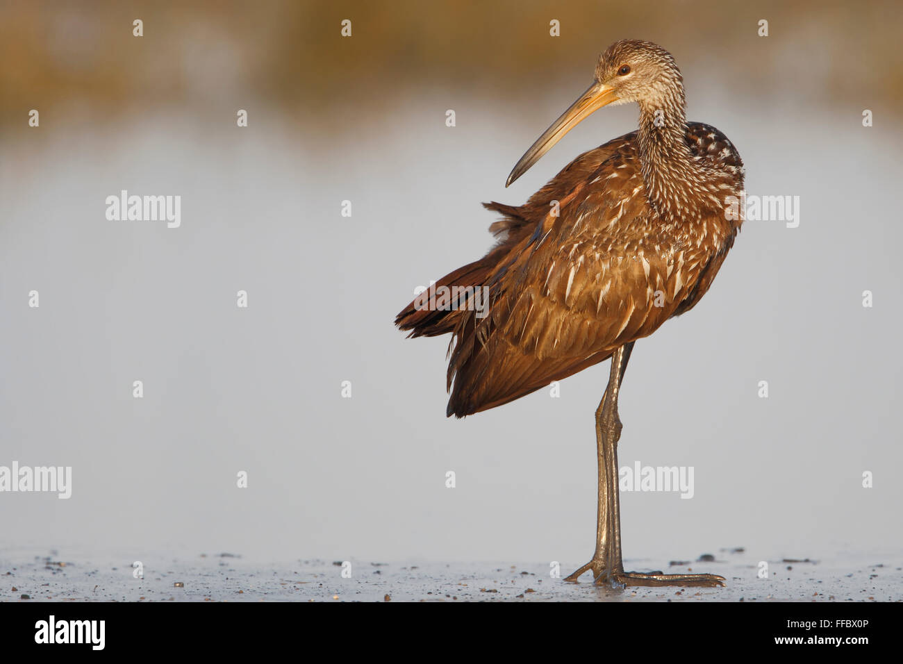 Limpkin (Aramus Guarauna) stehen in der Nähe von Wasser, Kissimmee, Florida, USA Stockfoto