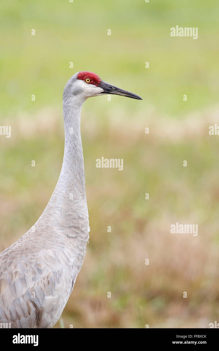 Sandhill Kran (Grus Canadensis) Porträt, Kissimmee, Florida, USA Stockfoto