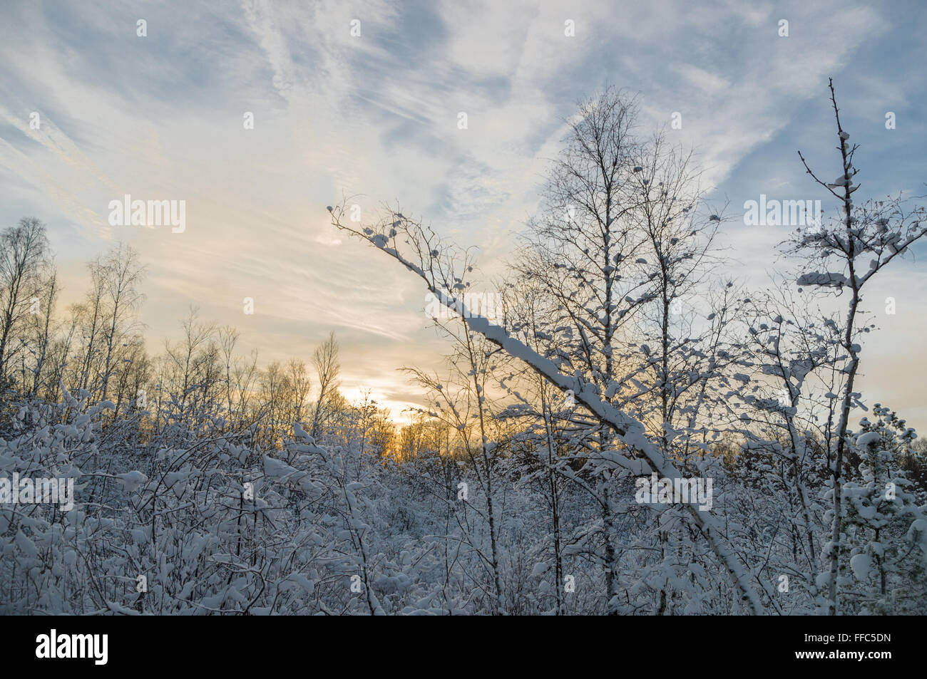 Farbenprächtigen Sonnenuntergang im verschneiten Wald, Winterlandschaft Stockfoto