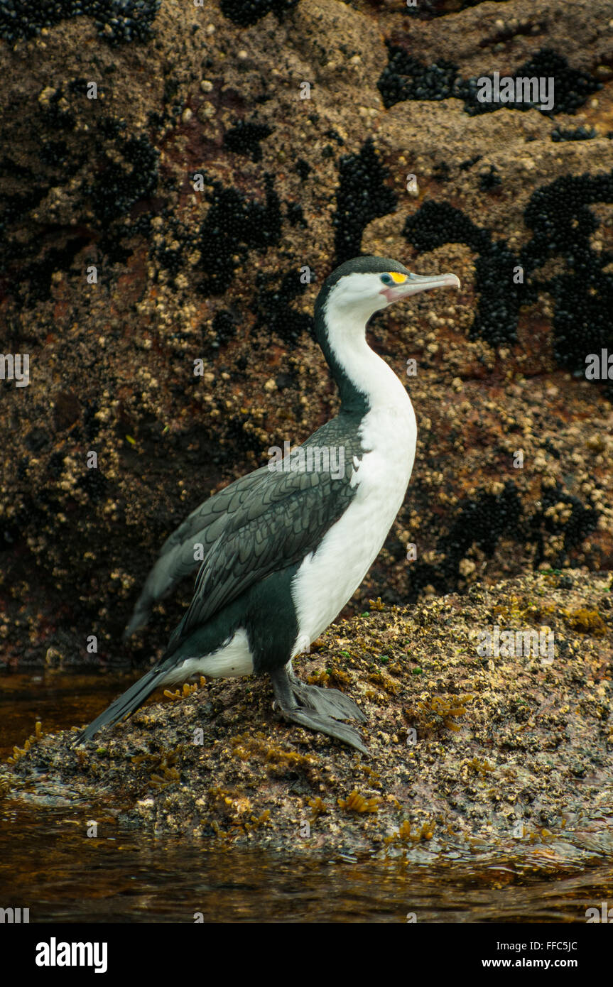 Phalacrocorax Varius, Pied Shag im Dusky Sound, Fiordland, Neuseeland Stockfoto
