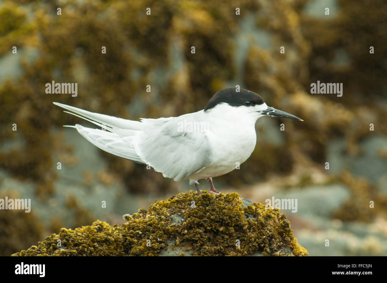 STERNA Striata, White-fronted Tern am Nugget Point, Otago, Neuseeland Stockfoto