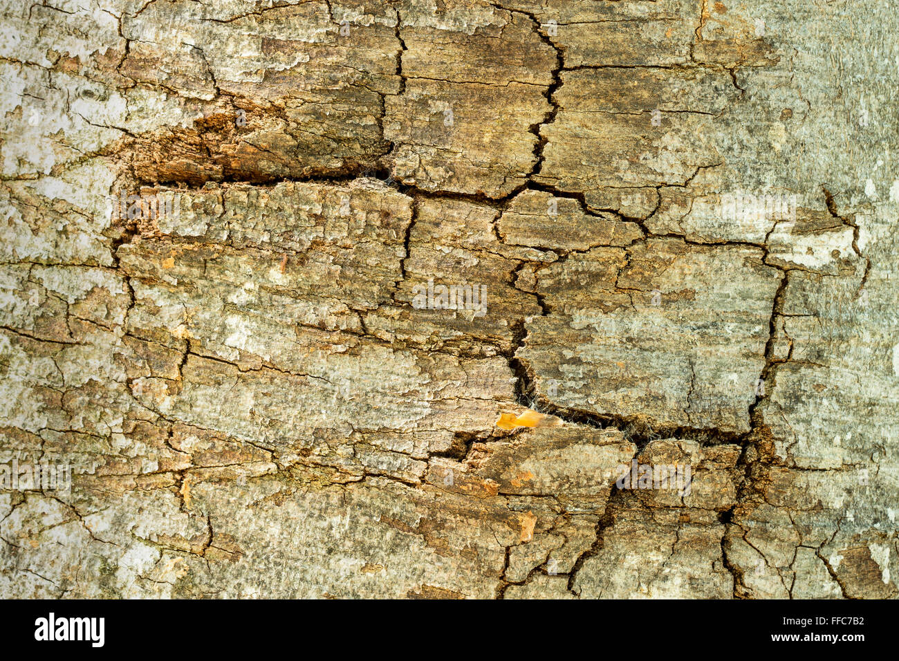 Marcro Ansicht des gerissenen Grunge Holz Textur Stockfoto