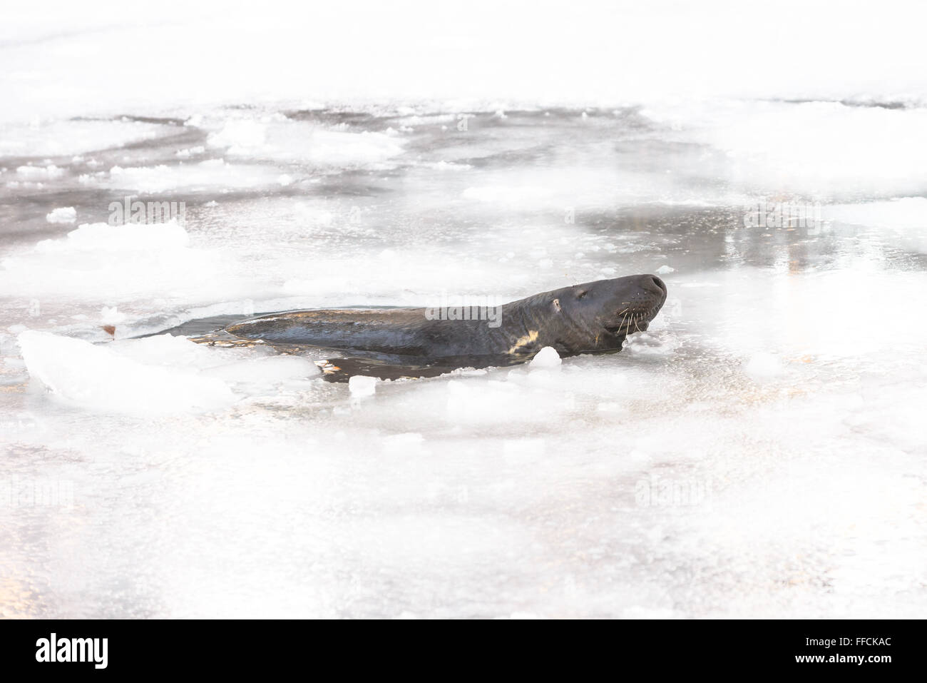 Graue Dichtung in Ica-Loch umgeben von Eisdecke Stockfoto