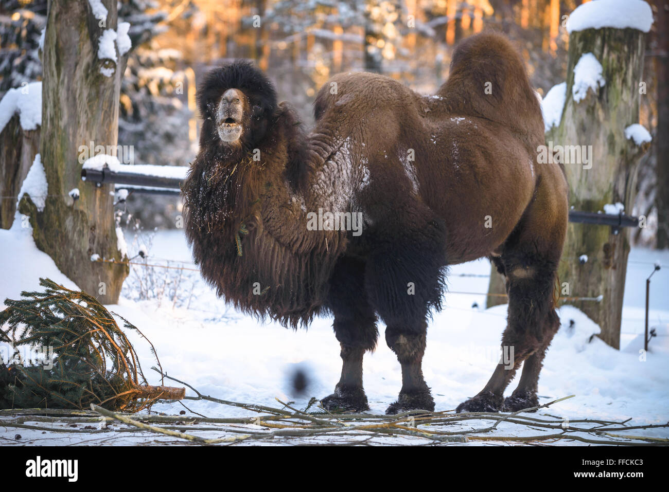 Kamel ist Fichte im Winter füttern Stockfoto