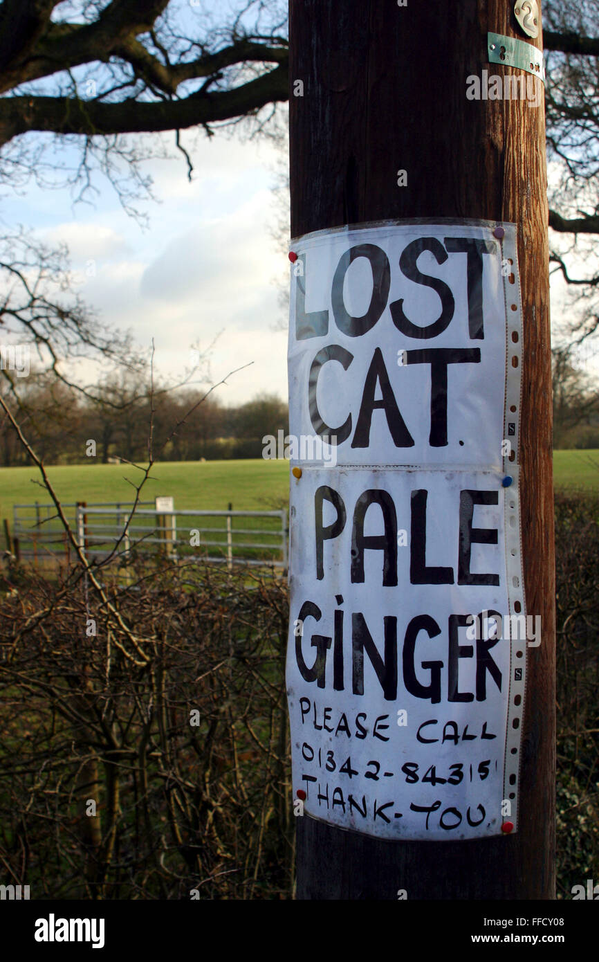 Eine verlorene Katze Plakat stecken bis auf einen Laternenpfahl in Surrey. Stockfoto