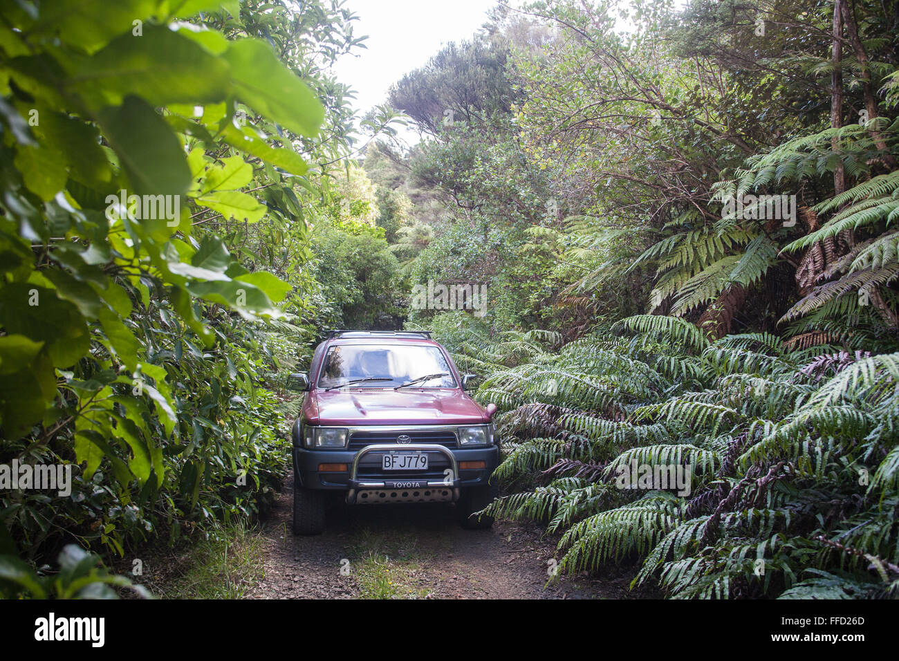 4 WD, Auto Allradfahrzeug fahren auf Pfad durch Farn Busch, Sträucher, Waitakere, Auckland, Nordinsel, Neuseeland, Pazifik, Stockfoto