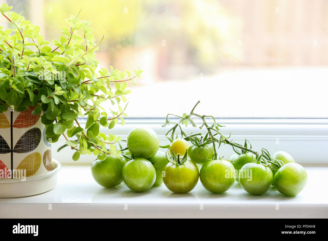 Home gewachsen, Garten Tomaten, die noch grün sind, auf ihr Weinstock, Reifung auf eine Küche Fensterbank Stockfoto