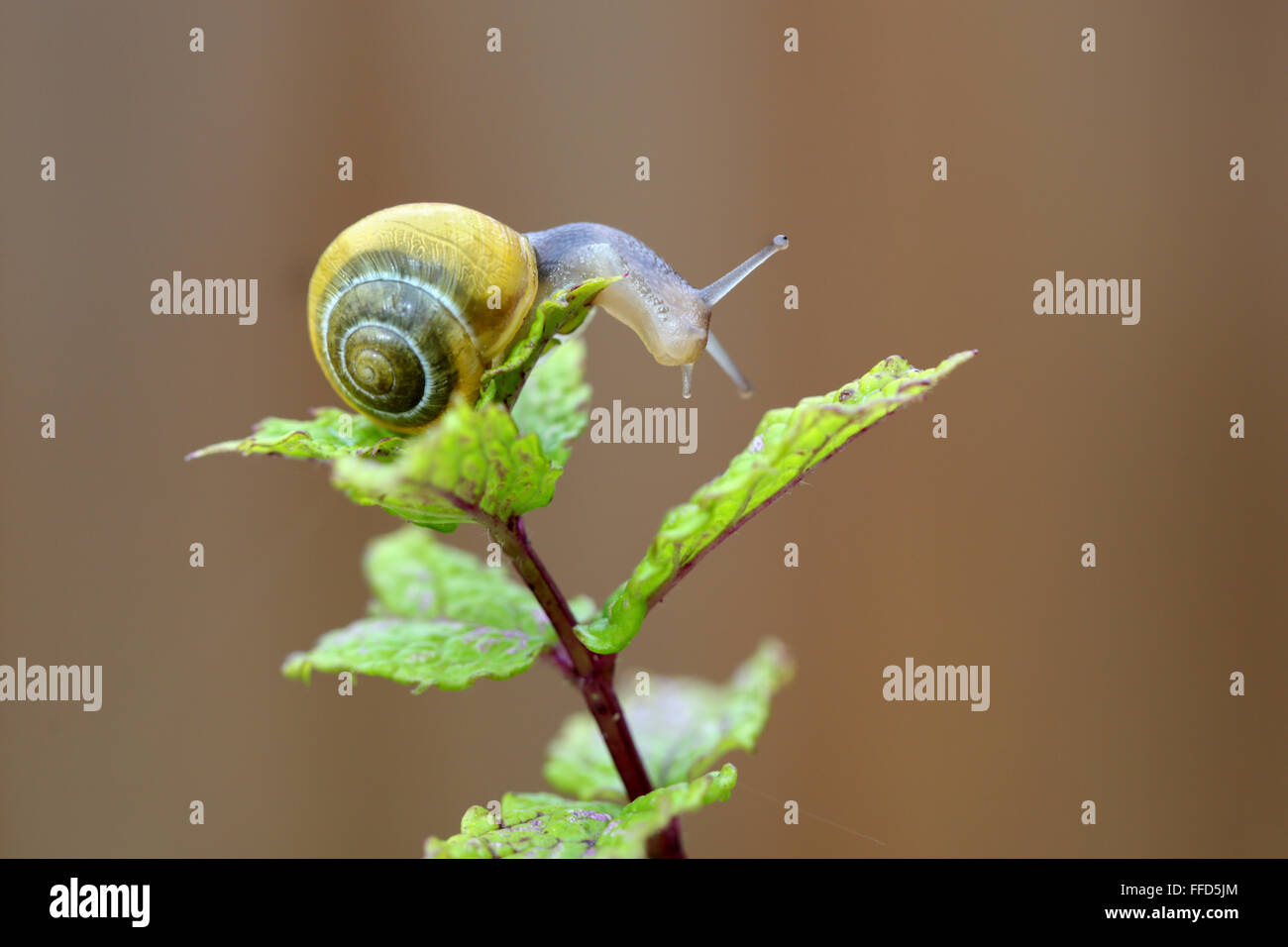 Gelbe schnecke Fotos und Bildmaterial in hoher Auflösung Alamy