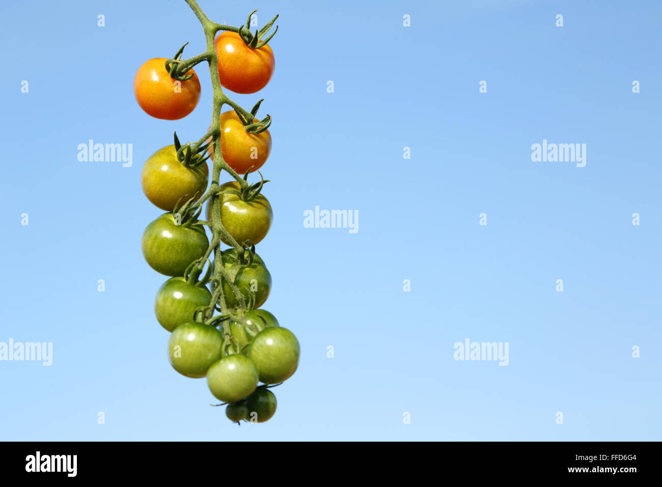 Haus am Rebstock reifen Tomaten erschossen vor einem strahlend blauen Himmel Stockfoto