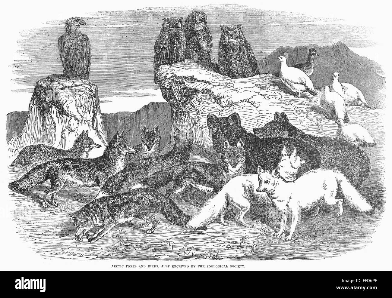 ARKTIS: FÜCHSE & VÖGEL. /nTaxidermy Beispiele für Füchse und Vögel in der Arktis auf der Zoologischen Gesellschaft London gefunden. Holzstich, 1854. Stockfoto